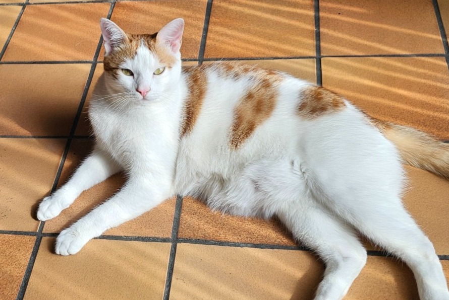 Vermisstmeldung Katze Männliche , 2 jahre Cruseilles Frankreich Vermisstmeldung Katze Männliche , 2 jahre Cruseilles Frankreich