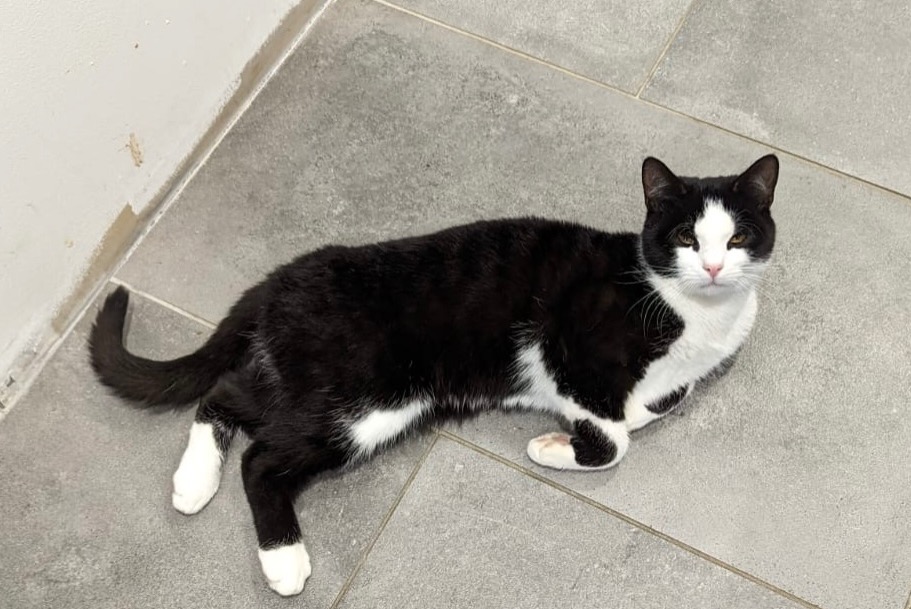 Vermisstmeldung Katze Männliche , 1 jahre Thusy Frankreich
