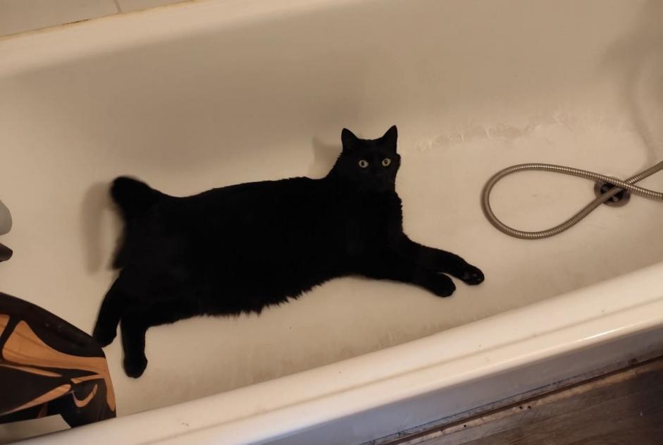 Alerta de Desaparición Gato Macho , 4 años Passy Francia Alerta de Desaparición Gato Macho , 4 años Passy Francia