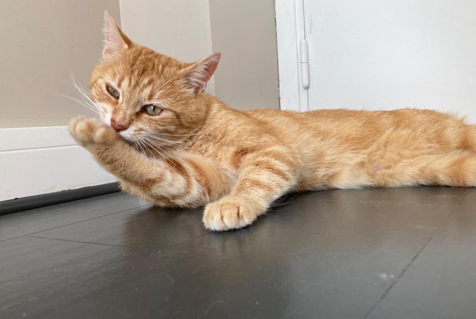 Alerte Découverte Chat Mâle Bonneville France Alerte Découverte Chat Mâle Bonneville France