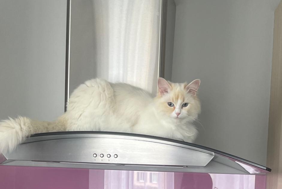 Alerte Disparition Chat croisement Femelle , 1 ans Bons-en-Chablais France Alerte Disparition Chat croisement Femelle , 1 ans Bons-en-Chablais France