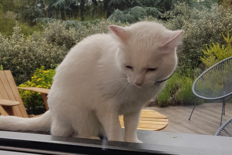Alerte Découverte Chat Inconnu Larringes France Alerte Découverte Chat Inconnu Larringes France