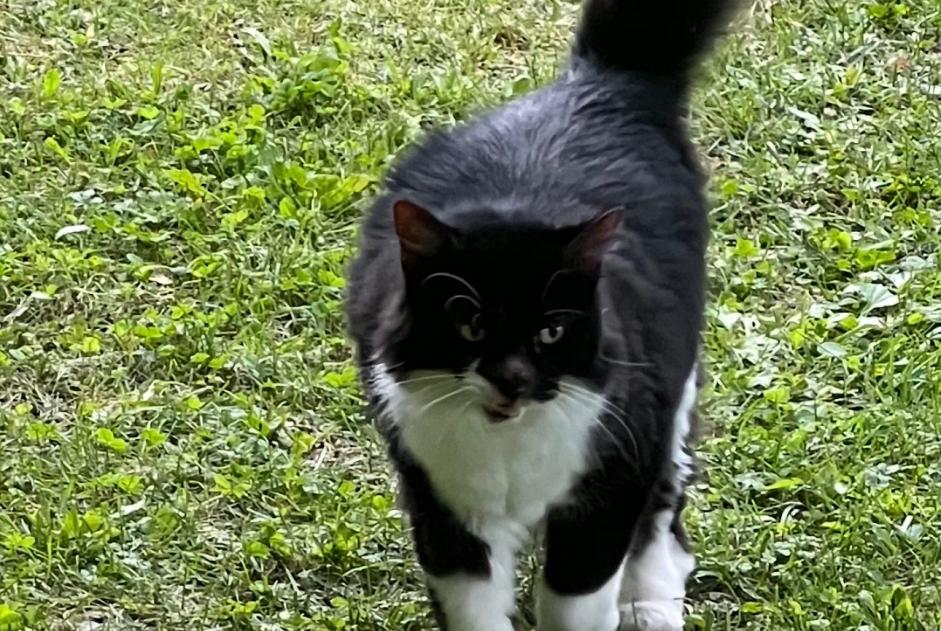 Avviso scomparsa Gatto Femmina , 12 anni Neuvecelle Francia Avviso scomparsa Gatto Femmina , 12 anni Neuvecelle Francia