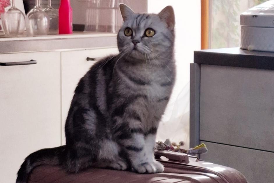 Avviso scomparsa Gatto  Femmina , 7 anni Yvoire Francia
